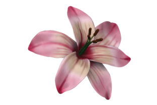 Lilly 3D Looking: Elevate Your Visual Projects