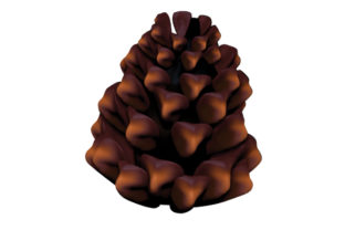 Pine Cone 3D Looking: A Comprehensive Guide to Versatile Digital Assets